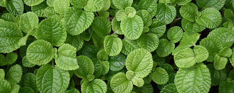 ����Ҷ�Ĺ�Ч������ ����ҶͼƬ